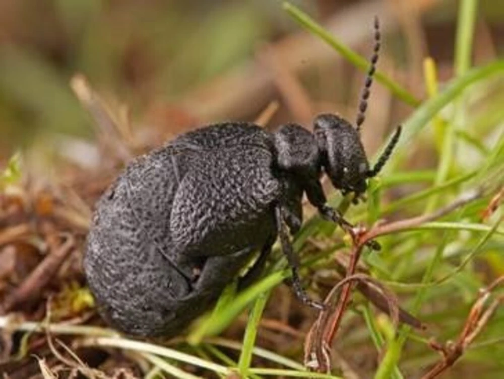 Descubren una nueva especie de escarabajo en la Quesera