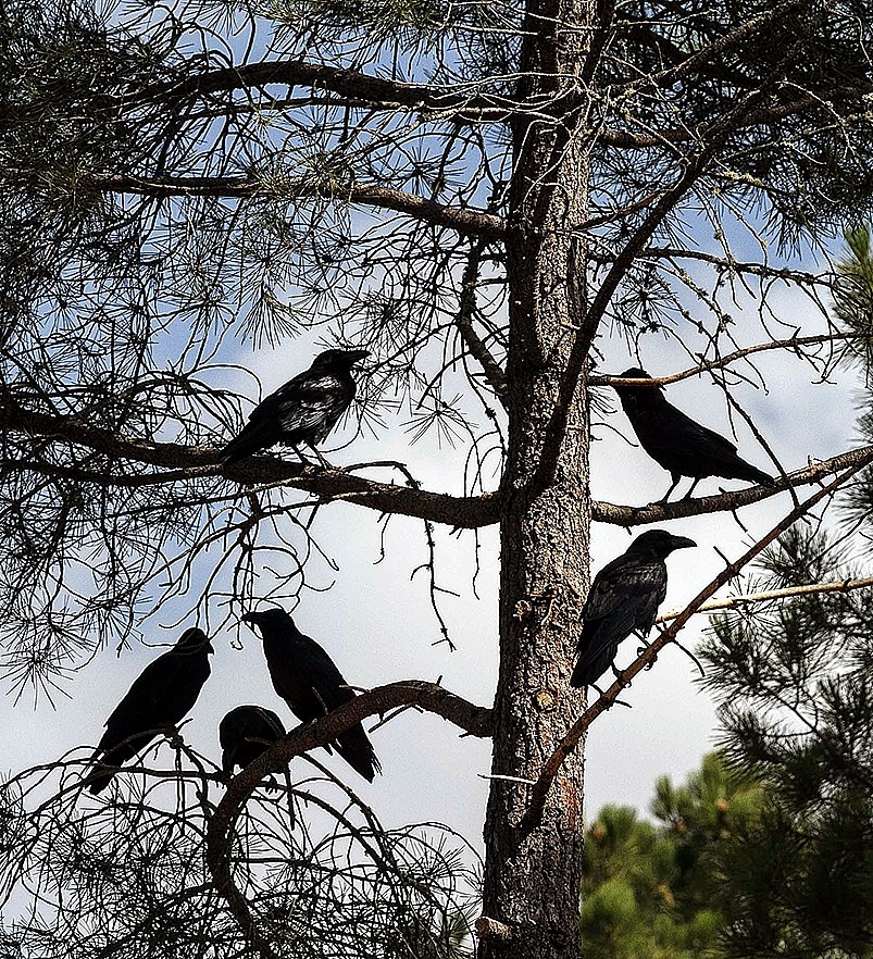 Un grupo de córvidos, en uno de los pinos que rodean el recinto.