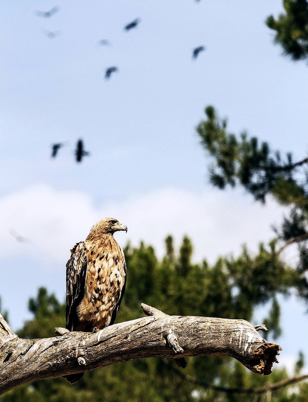 El joven águila imperial ibérica, la especie que impone su ley en el muladar.