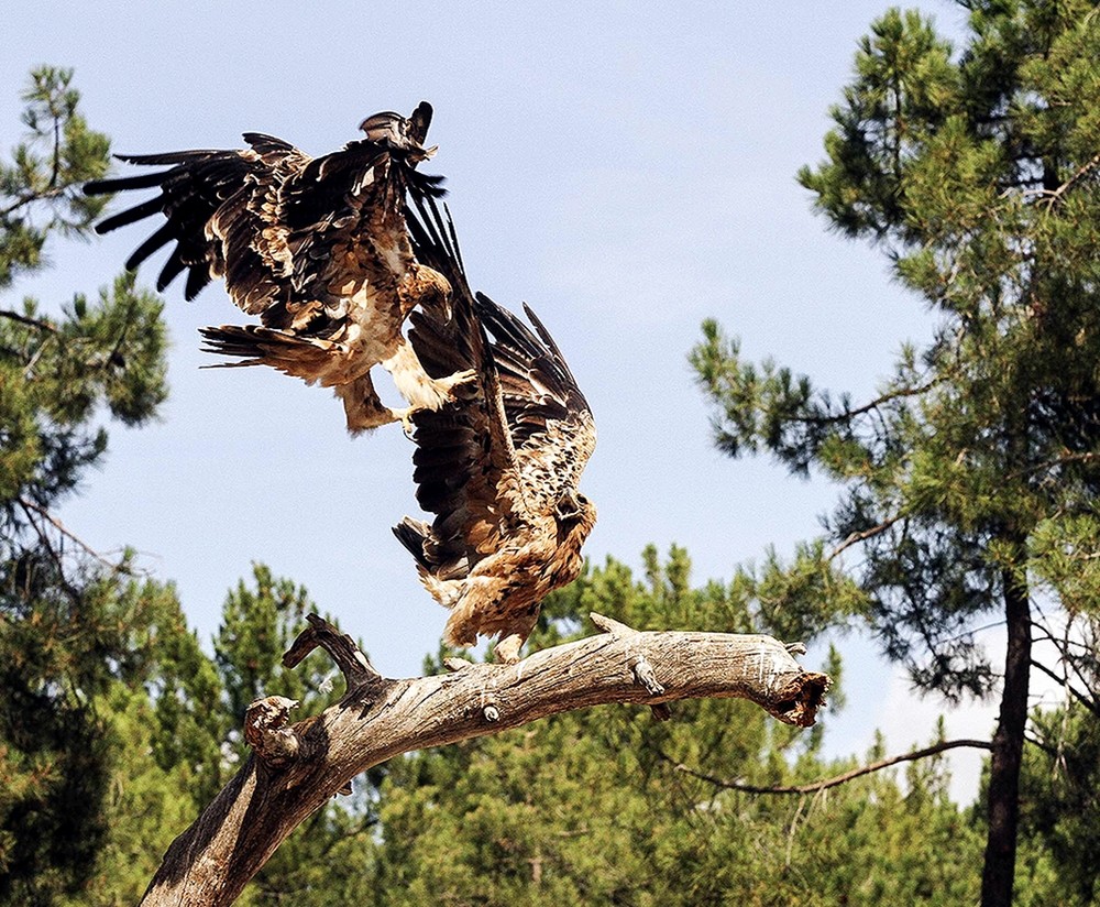 Dos jóvenes águilas, captadas dentro del muladar, en una de sus frecuentes peleas por el territorio.