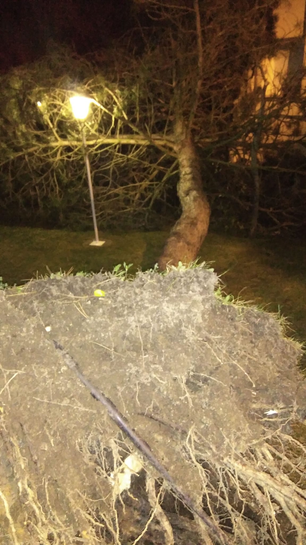 Árbol arrancado de raíz en Parque Robledo.  / El Día de Segovia