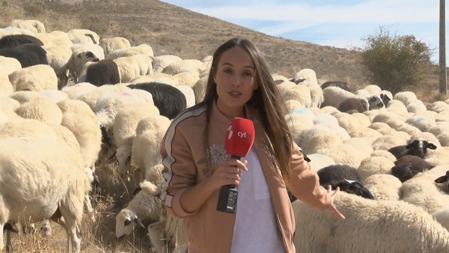 La periodista Noelia Duque entre un rebaño de ovejas