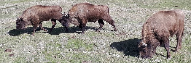 Tres ejemplares de bisonte europeo de la finca La Perla.