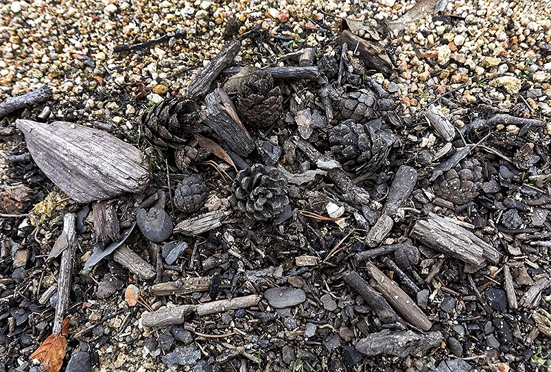 Piñas y otros restos silvícolas calcinados que han llegado al pantano.