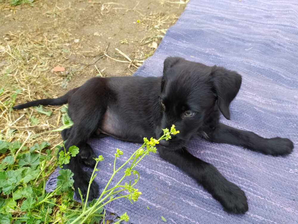Adoptan 17 de los 26 perros rescatados en Boceguillas