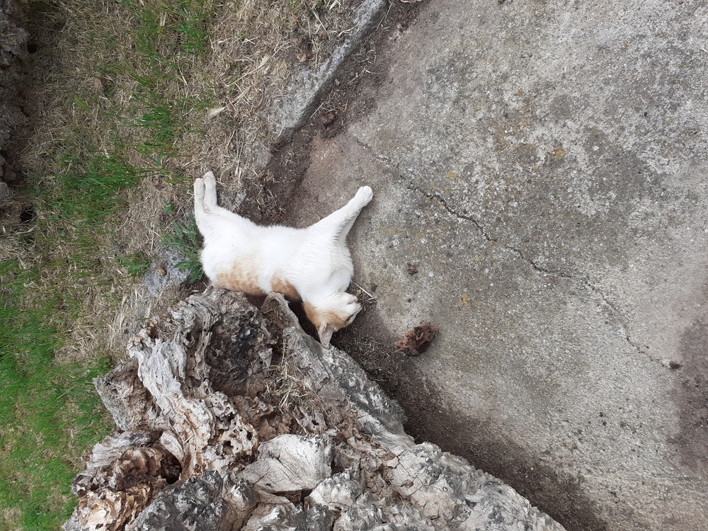Seprona investiga un envenenamiento masivo de gatos en Añe (Segovia) Noticias Día Segovia