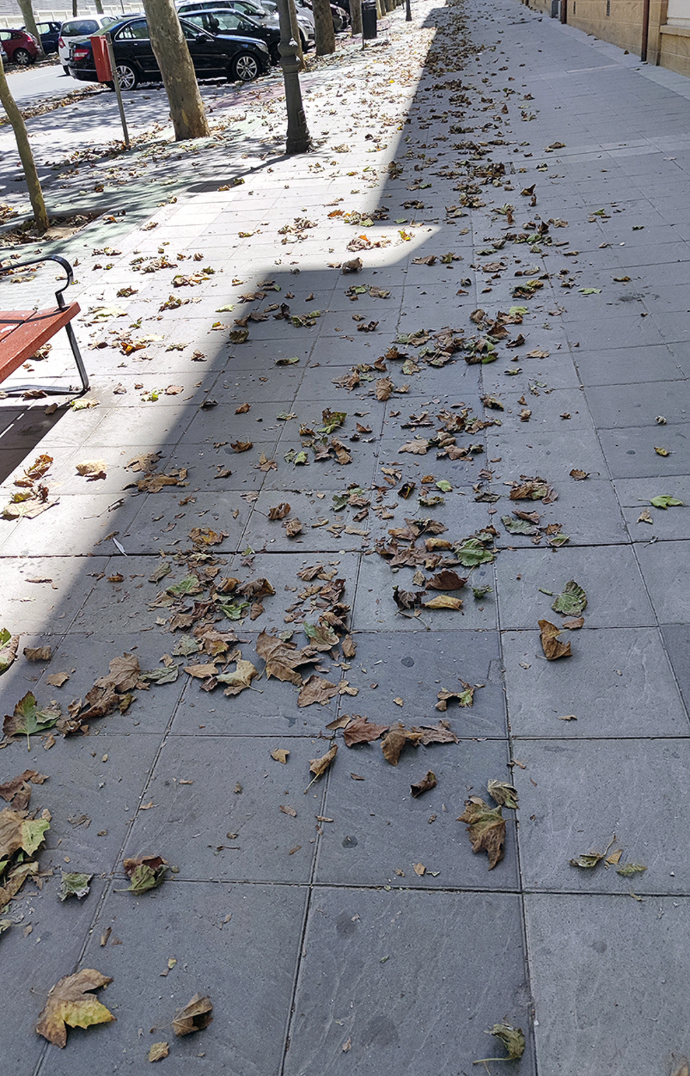 Reguero de hojas secas en la avenida de la Constitución.