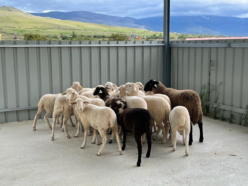 El Ayuntamiento de Trescasas adquiere un rebaño de ovejas