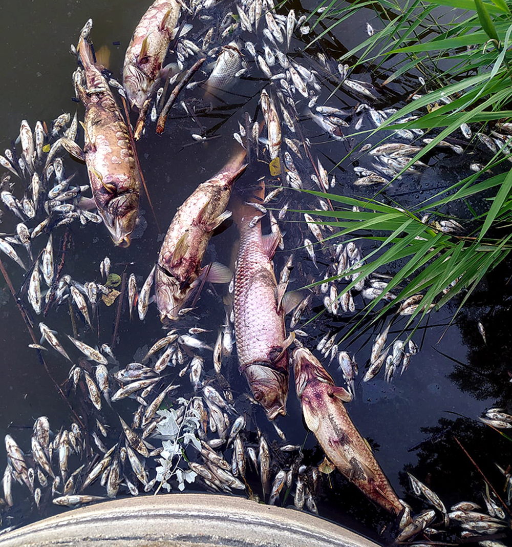 Peces muertos en la orilla del pantano.