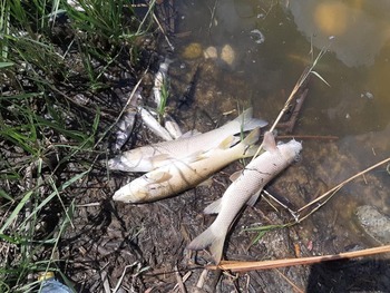 Investigan la muerte masiva de peces en Juarros de Voltoya