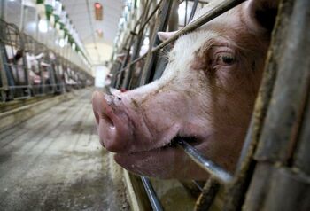 Productores de porcino de Segovia crean una asociación