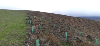 10.000 nuevos árboles para salvar el medioambiente