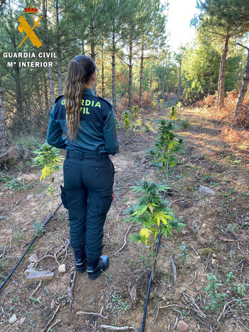 Detenido por una plantación de marihuana 'outdoor'