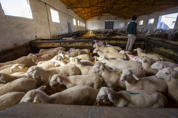 UCCL exige una subida del 35% del precio de la leche de ovino