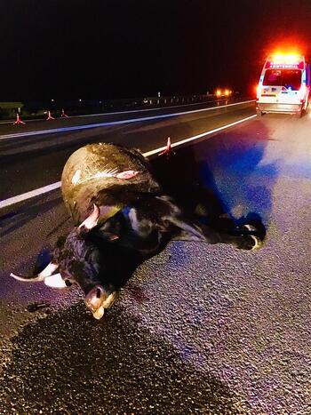 Un herido tras chocar su coche con una vaca en San Rafael