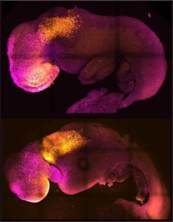 Crean un embrión artificial de ratón con corazón y cerebro