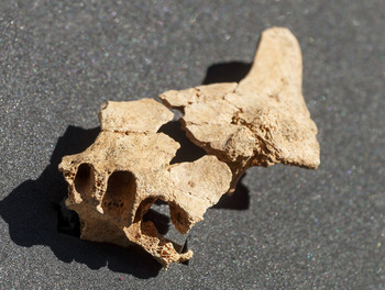 Atapuerca cierra una campaña de excavaciones “pródiga”