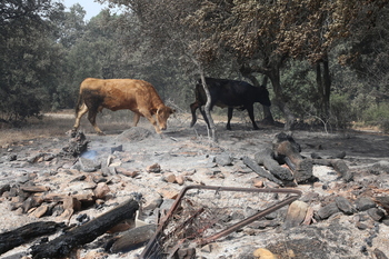 Los incendios arrasan el medio forestal en un año de sequía