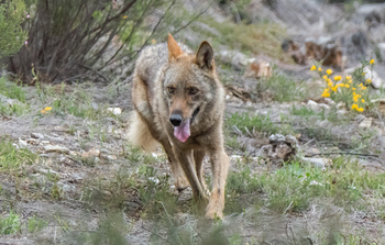 El CSIC revela que la población de lobos es «desfavorable»