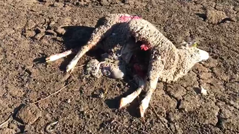 Los lobos atacan un rebaño de ovejas en Adrada de Pirón
