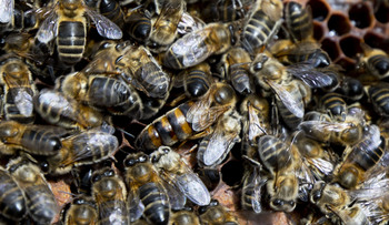 La apicultura no florece