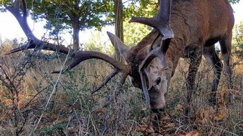 El ciervo muerto en Zamora fue abatido legalmente