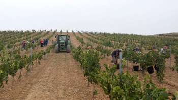 Los viticultores piden un ajuste de los precios “al alza”